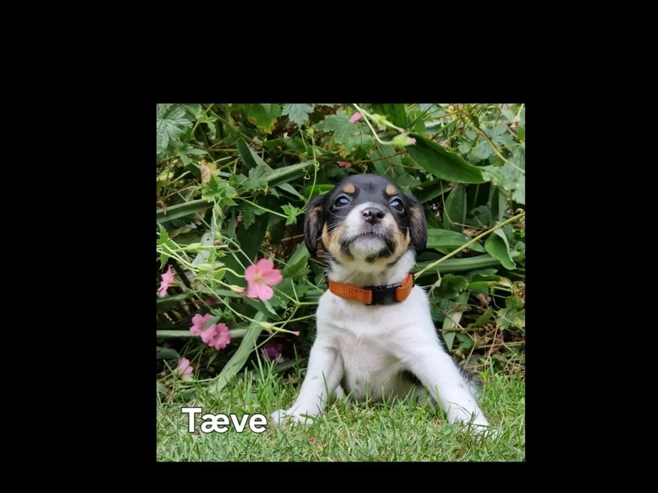 Billede 5 - Dansk svensk gårdhunde hvalpe 