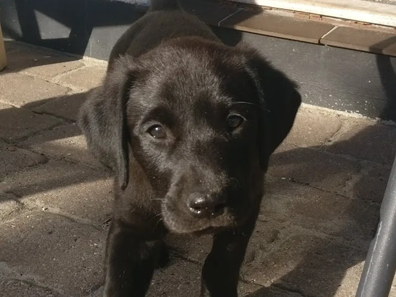 Billede 4 - F1 Labrador udbydes til parring