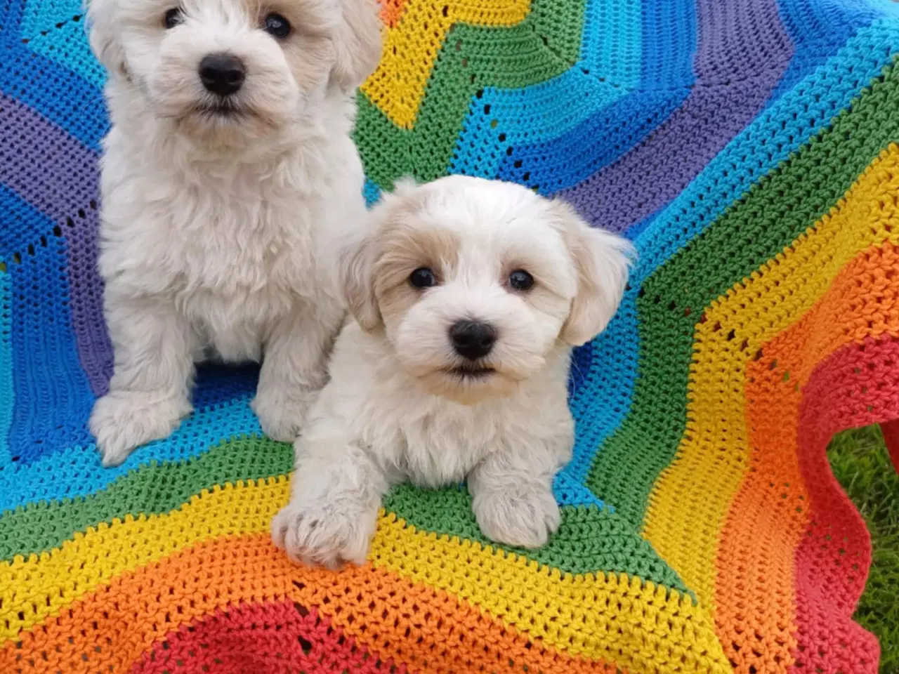 Billede 4 - Maltipoo hvalpe sælges 