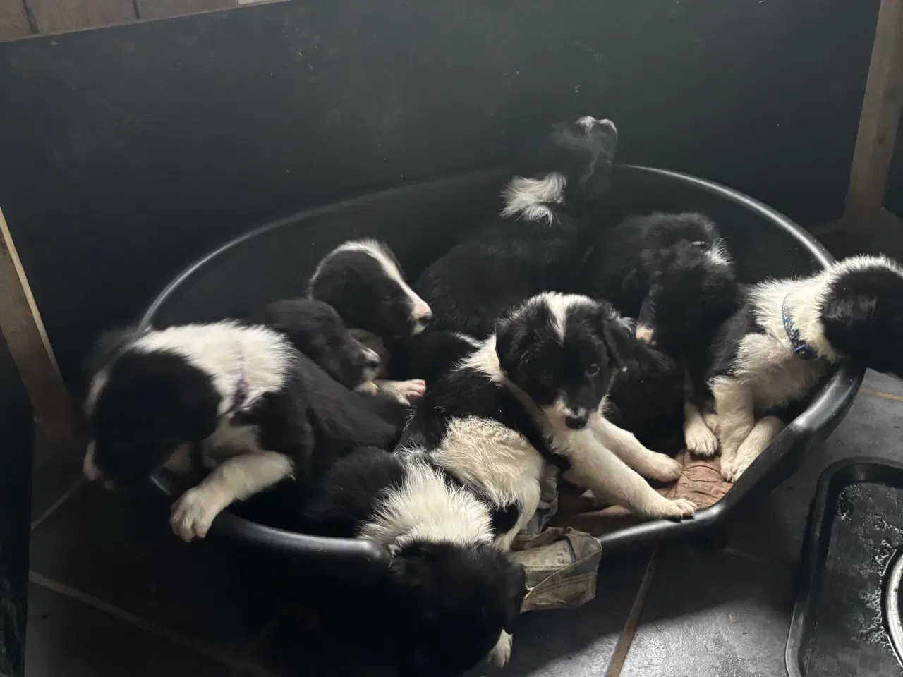 Billede 2 - Hvalpe blanding