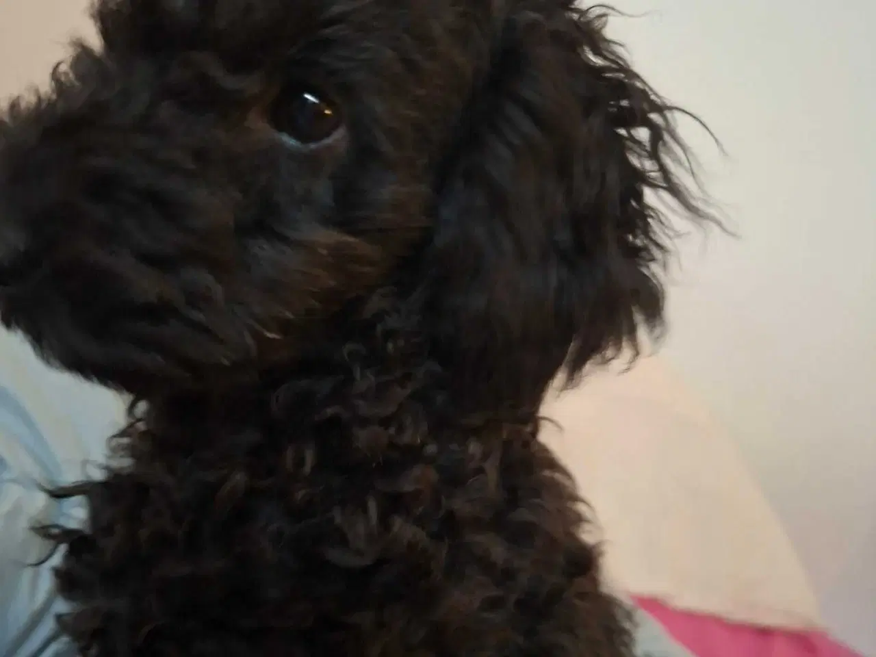 Billede 1 - Smukke Baby