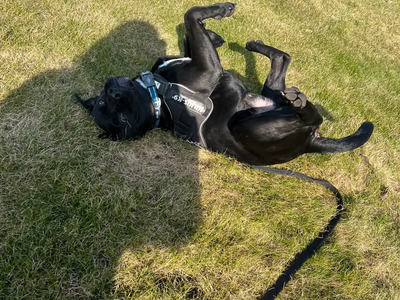 Billede 2 - Balter - labrador/fransk bulldog