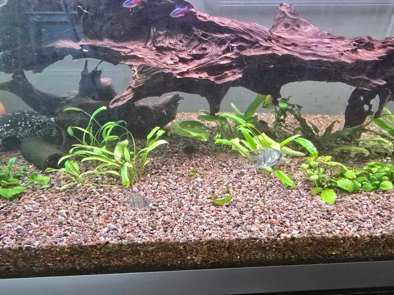 Billede 6 - Akvarie med alt 