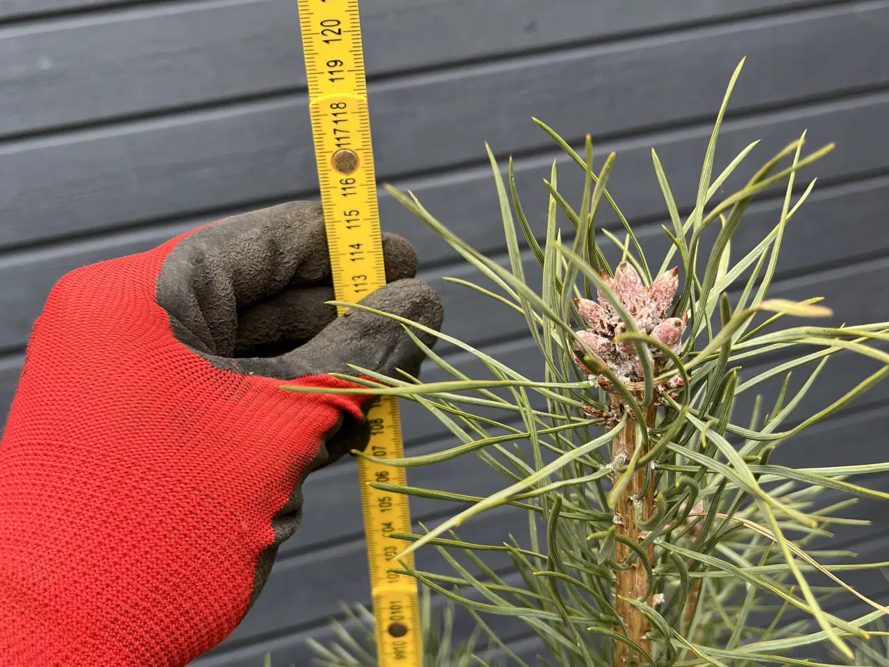 Billede 5 - Skovfyr 120-130cm (pottegroet)