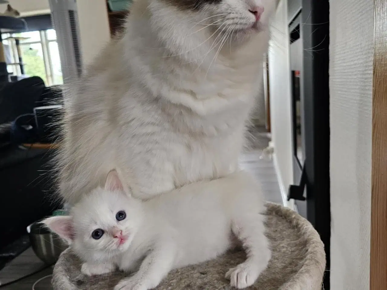 Billede 8 - Hellig birma/ragdoll blandinger 