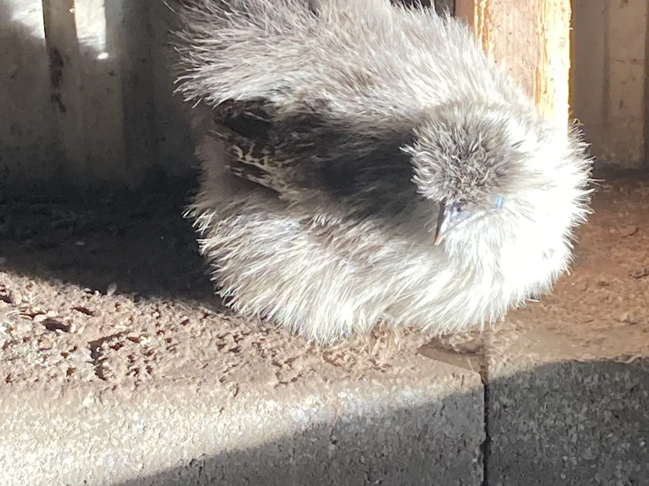 Billede 14 - Rene silke Høns