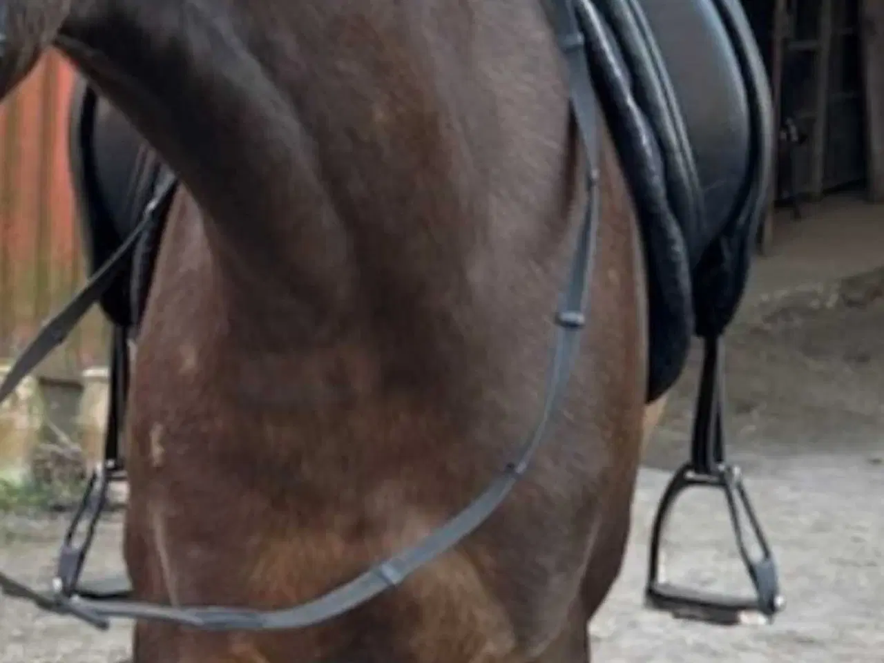 Billede 2 - Kentaur Elektra dressur sadel