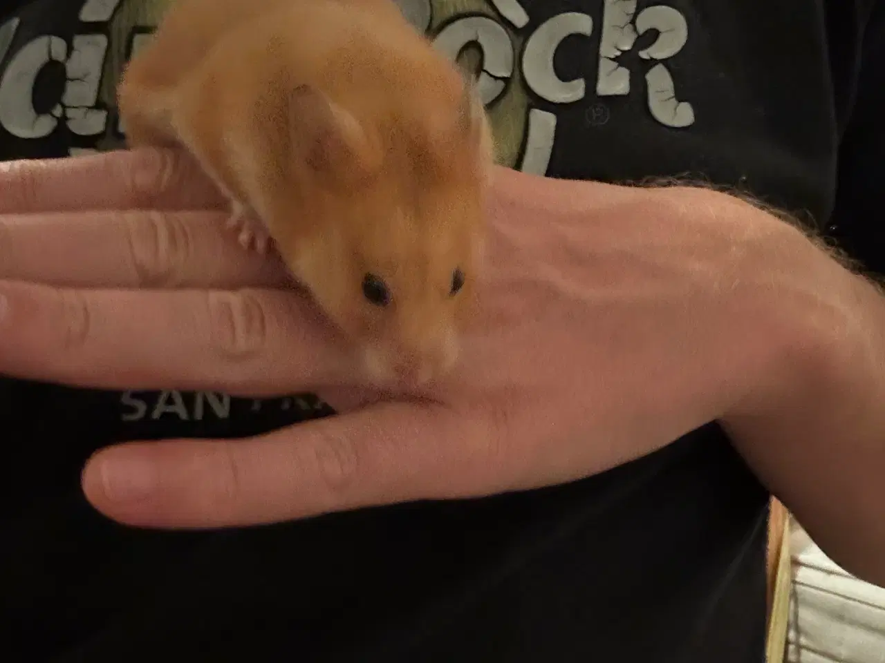 Billede 2 - Guldhamster inkl stort bur og tilbehør