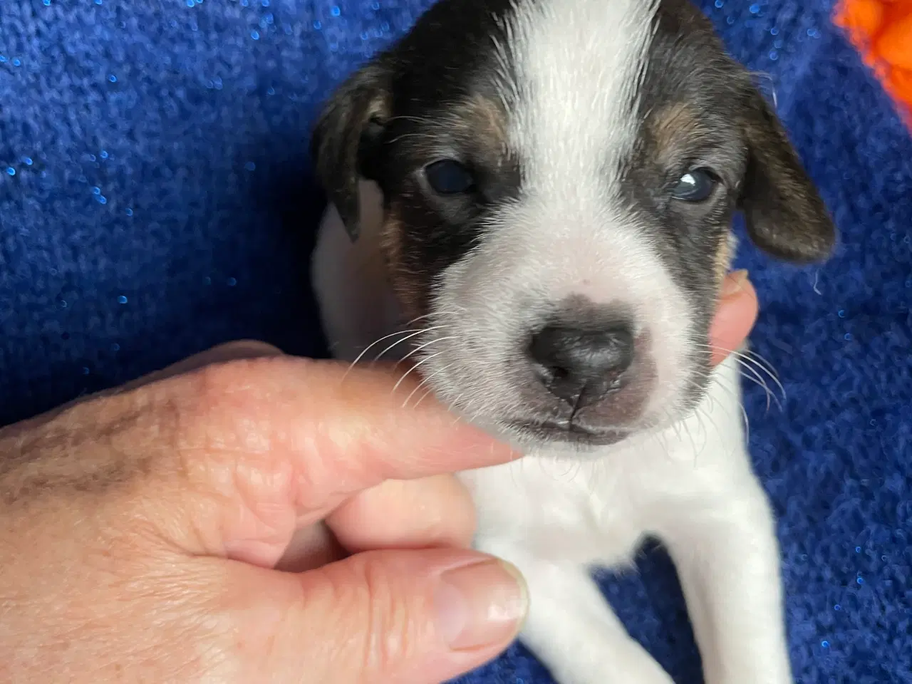 Billede 6 - Dansk Svensk Gårdhund 