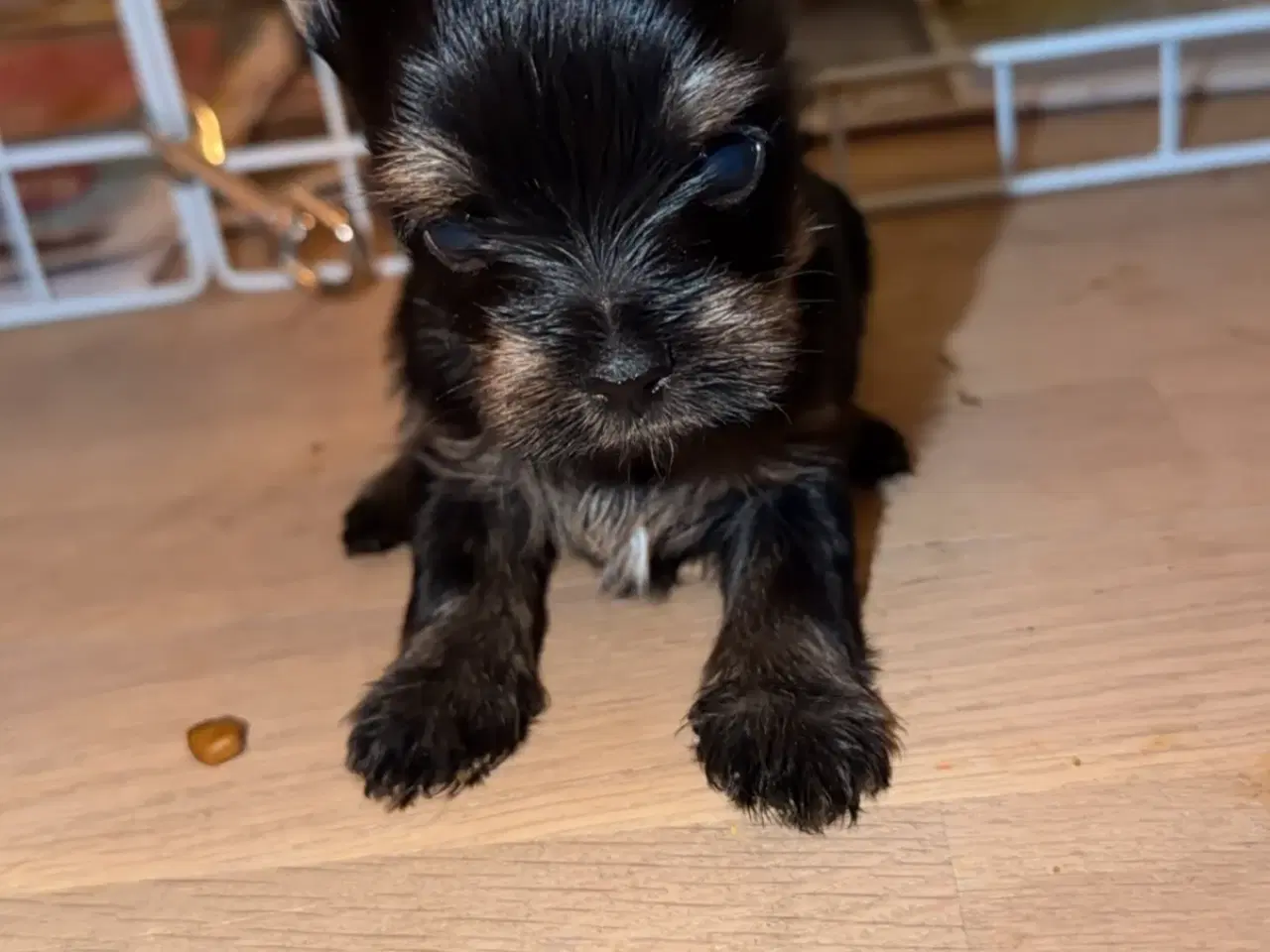 Billede 10 - Skønne Hvalpe 