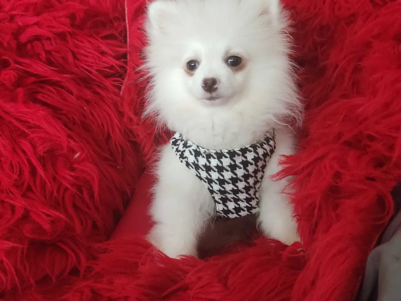 Billede 8 - Mini Pomeranian 