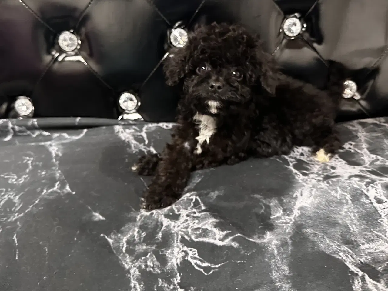 Billede 20 - Cavapoo F2B