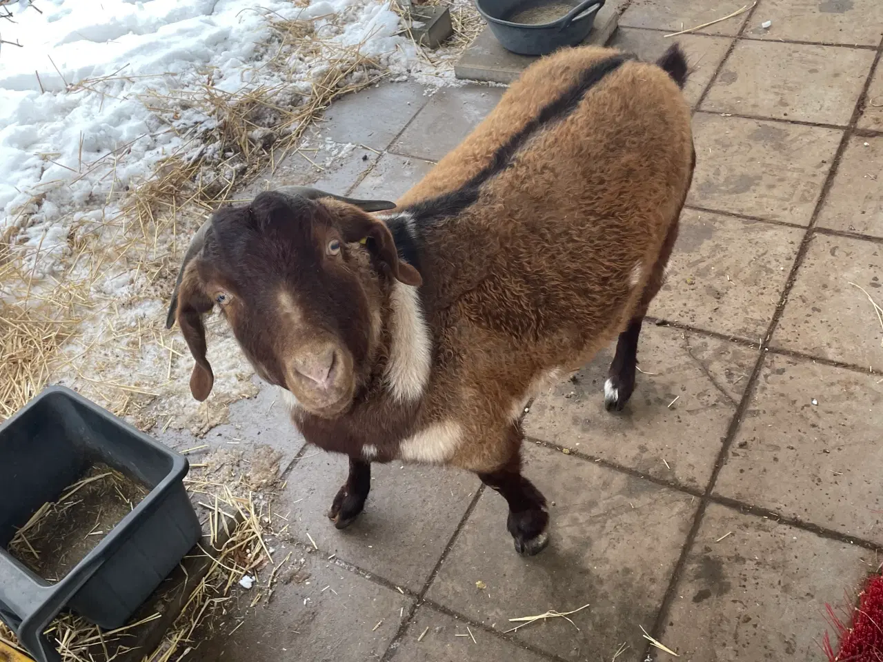 Billede 3 - Kærlig nyt hjem søges til to søde geder 🐐 🐐 