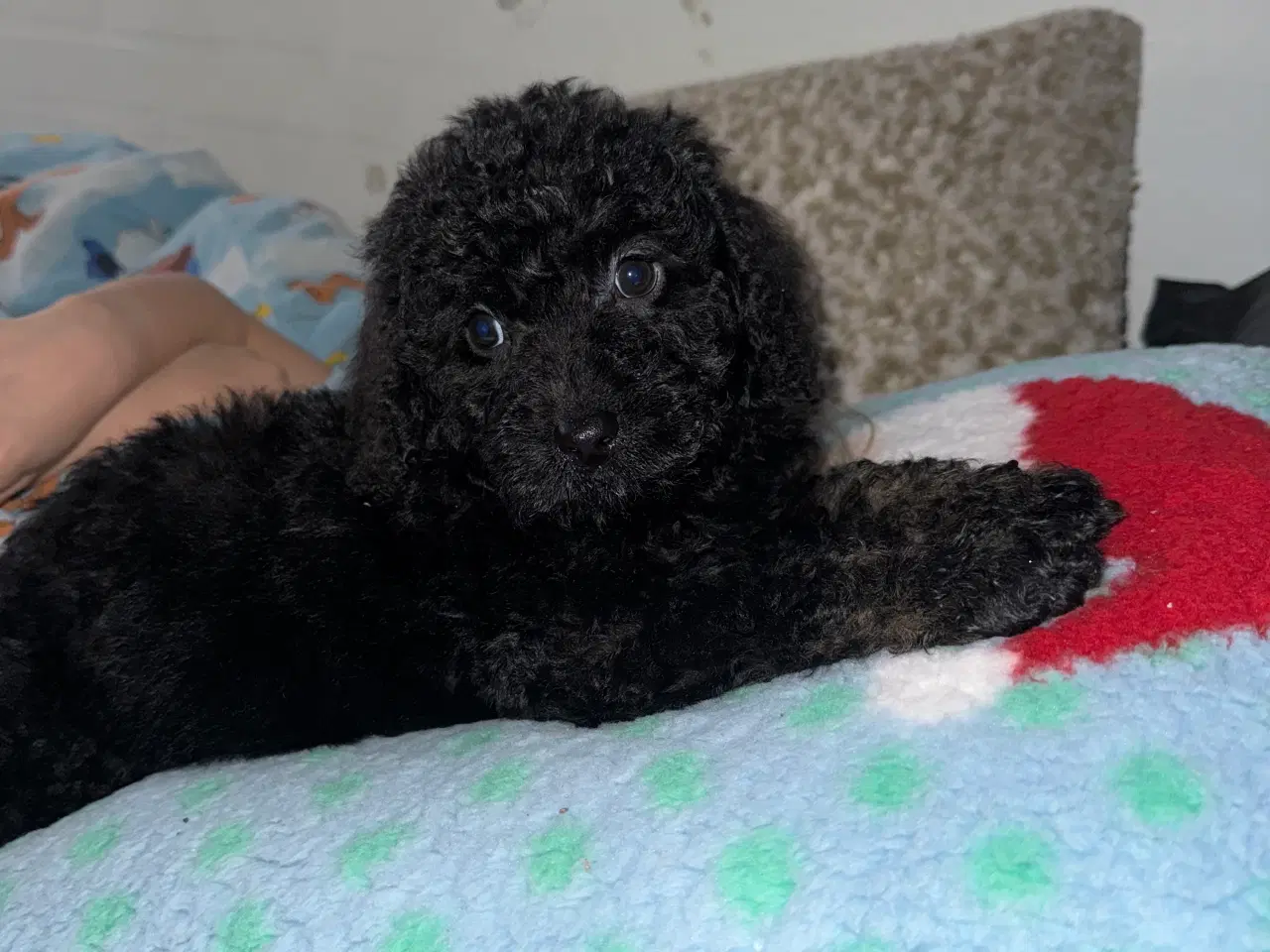 Billede 4 - Labradoodle