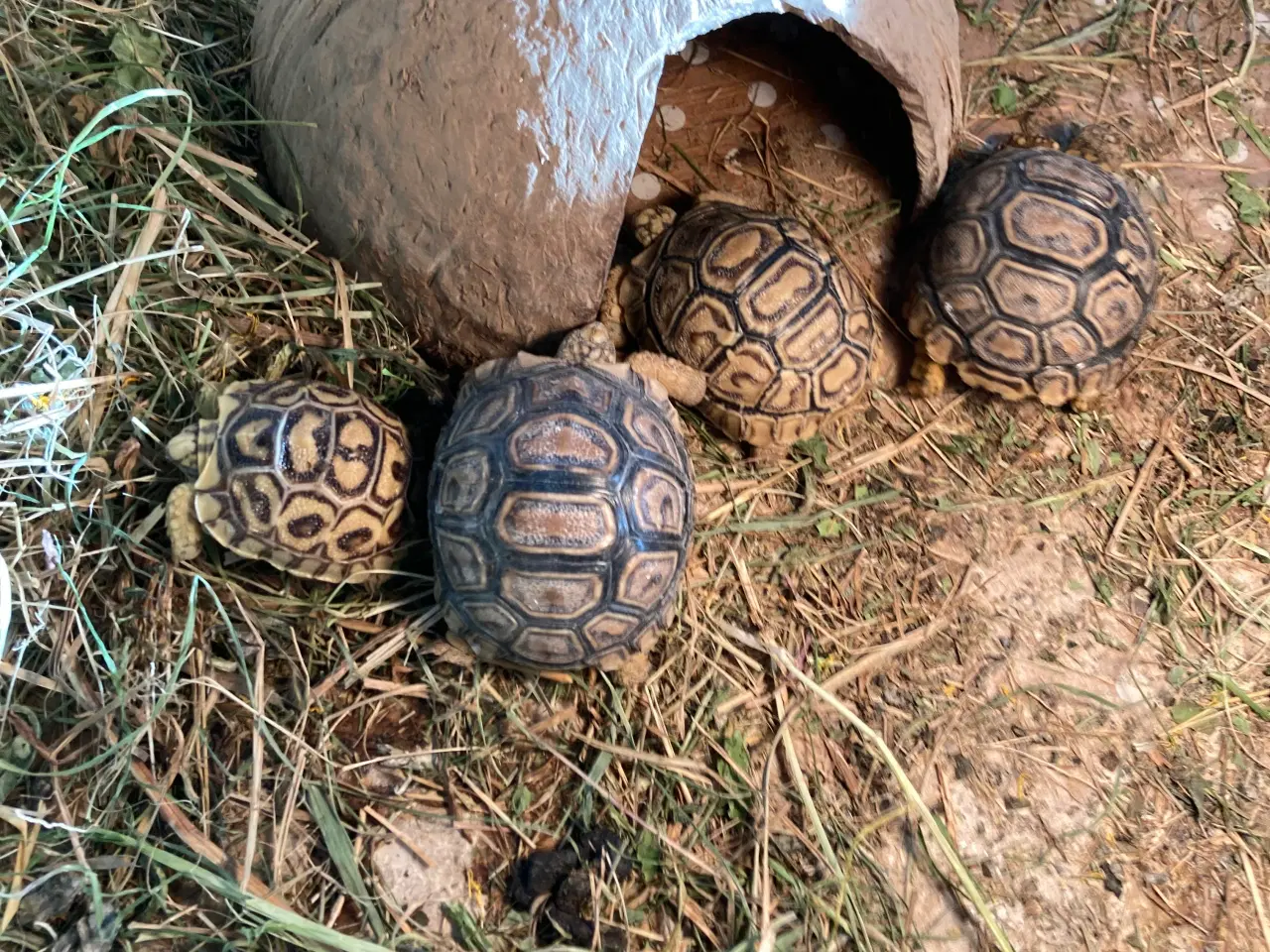 Billede 1 - Leopardskildpadde unger