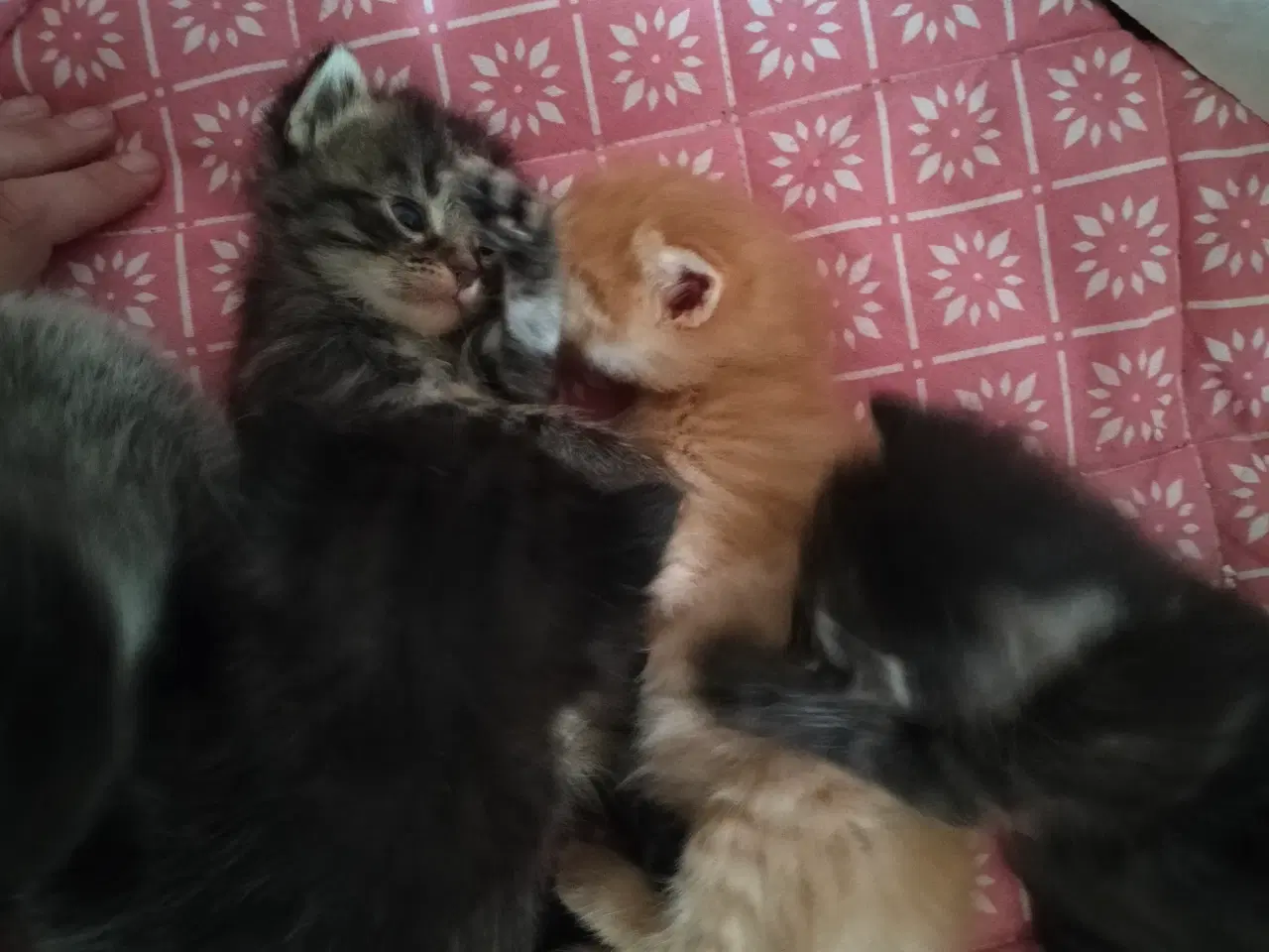Billede 2 - Killinger Ragdoll/ marinecoon blanding