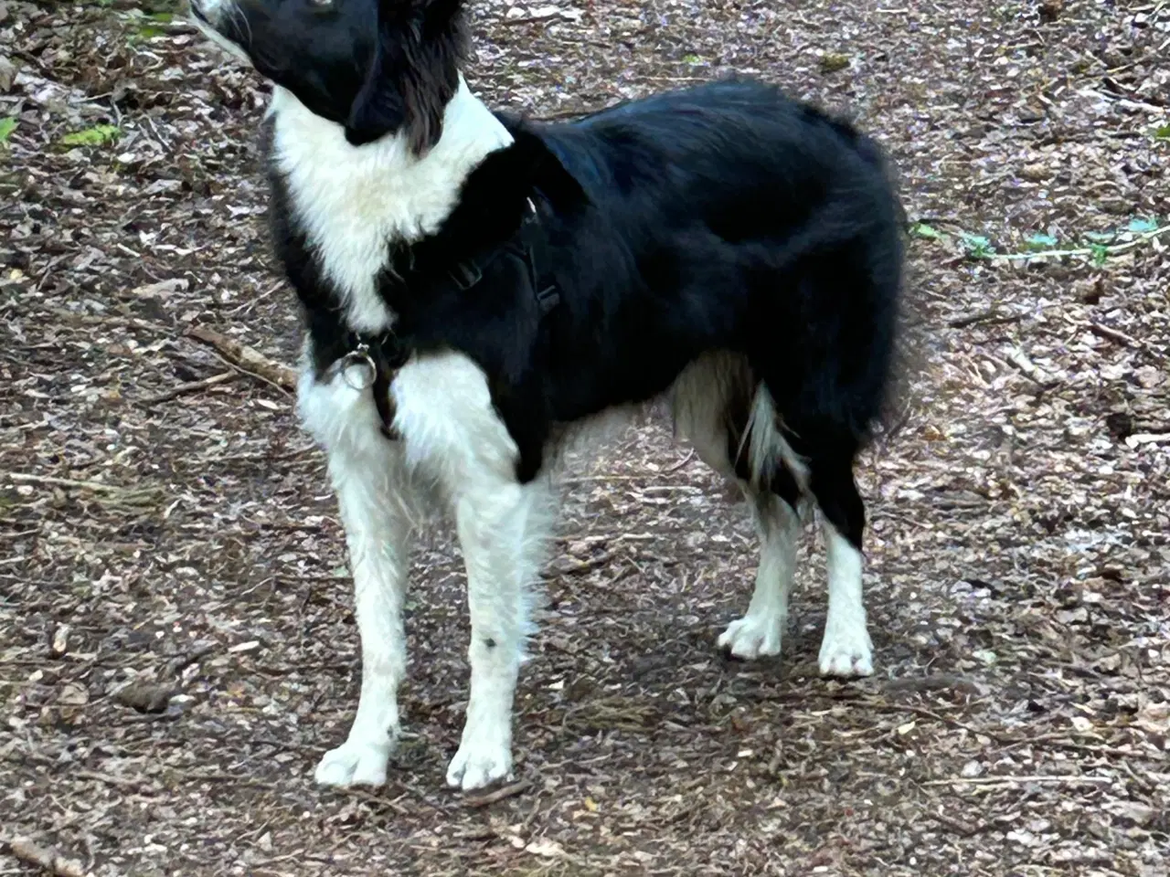Billede 1 - Border collie tæve søger hanhund til parring 