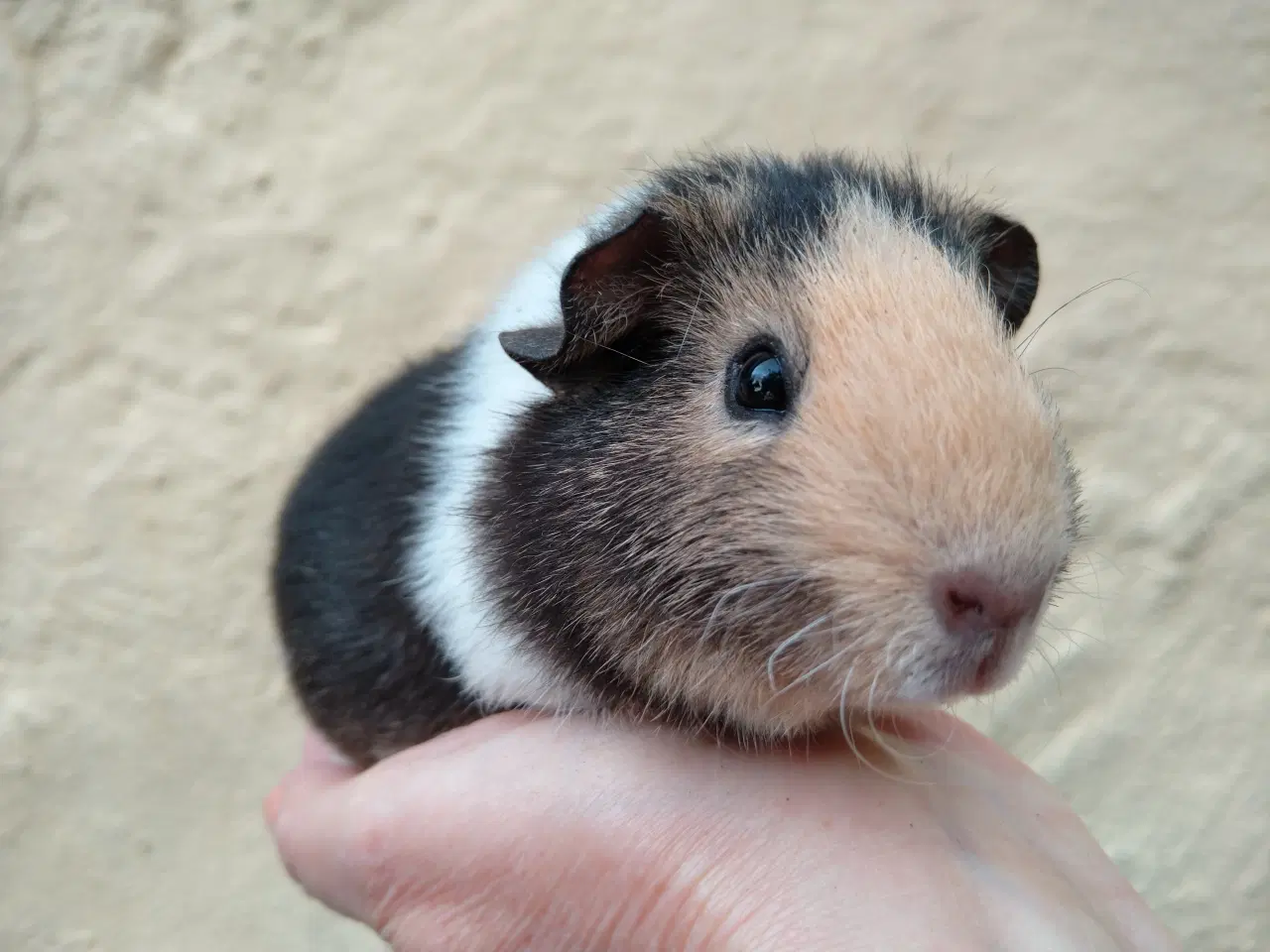 Billede 1 - 2 Teddy Rex søstre