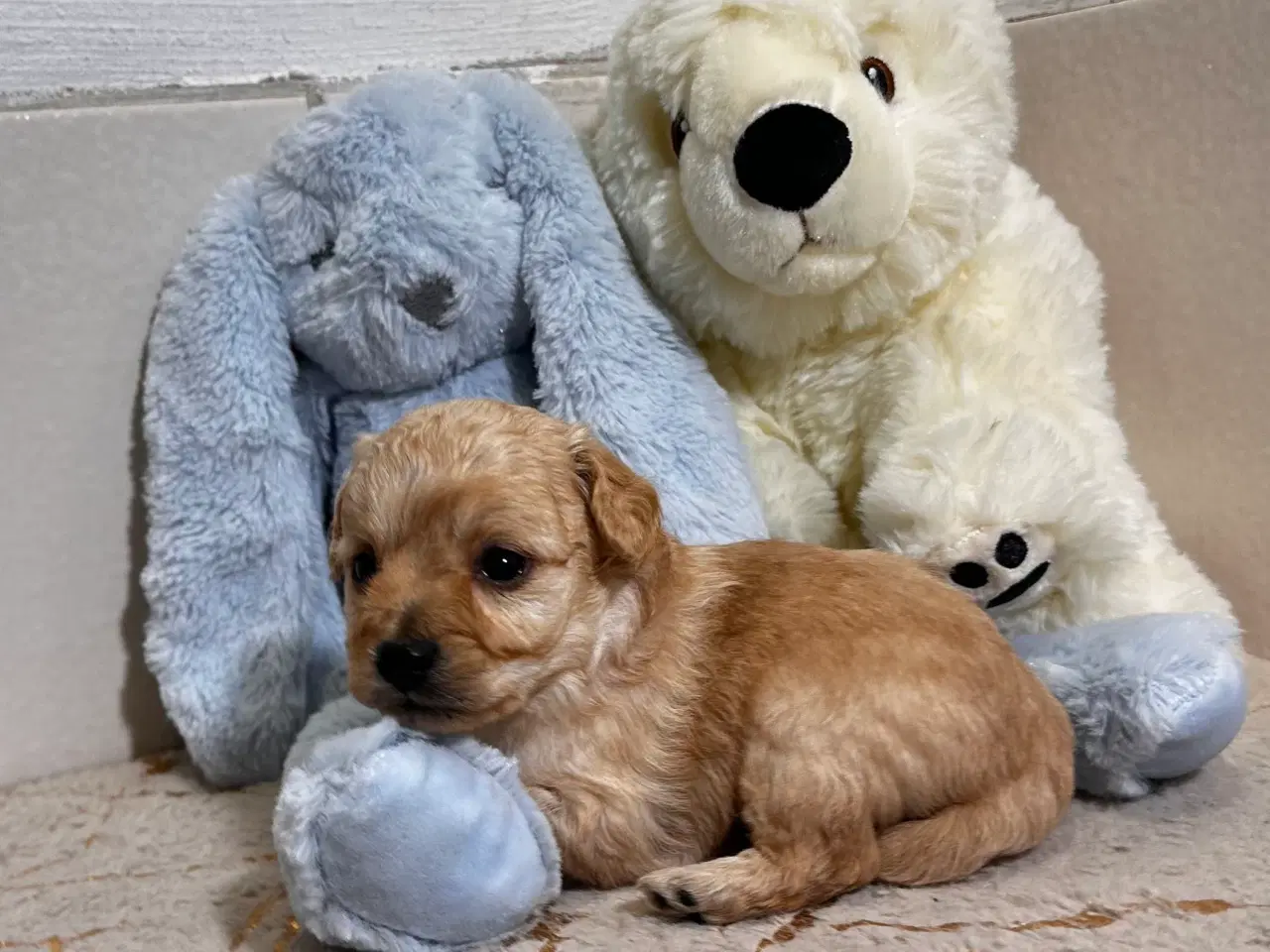 Billede 5 - Cavapoo F2B