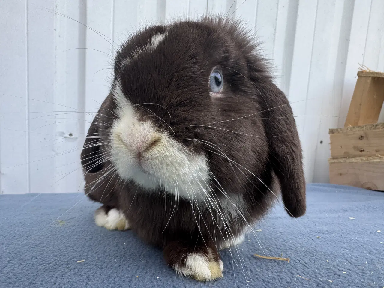 Billede 1 - Dværgvædder hankanin 2 år