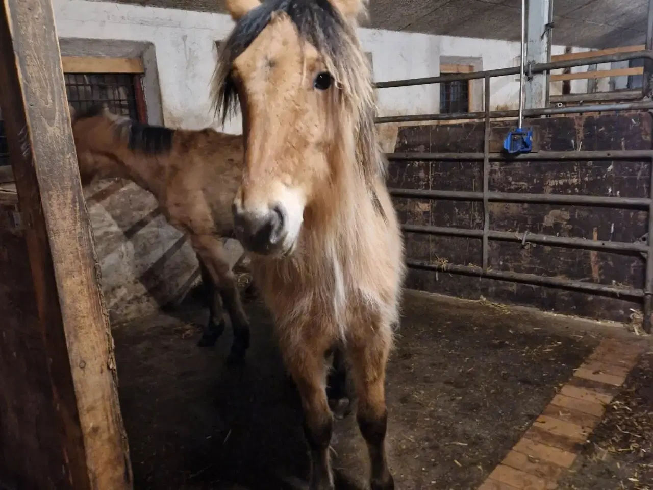 Billede 3 - Hoppe og hingsteplag sælges.