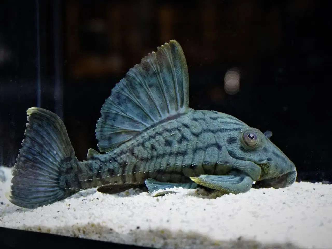 Billede 1 - Ny import liste - Bogota Columbia! 