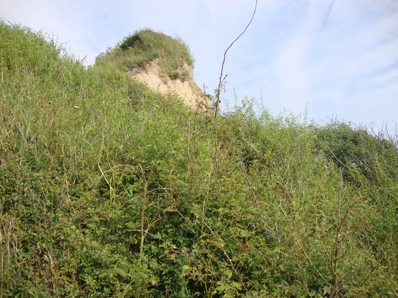 Billede 1 - 5 rød amerikaner