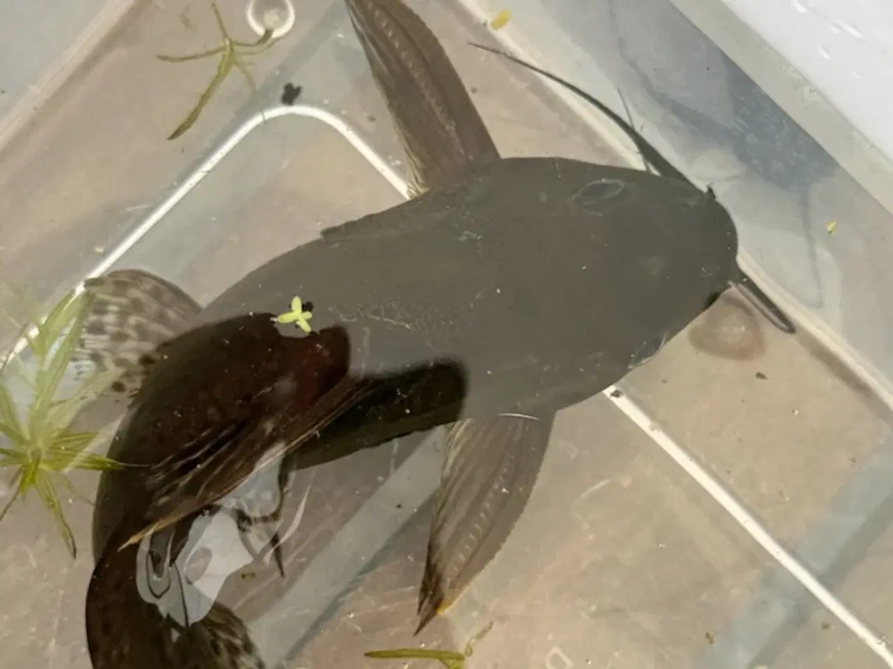 Billede 4 - Malle Synodontis fra Afrika