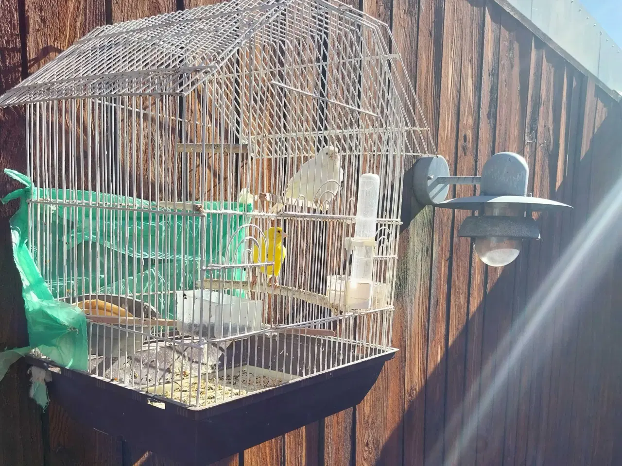 Billede 7 - 2 stk kanariefugle