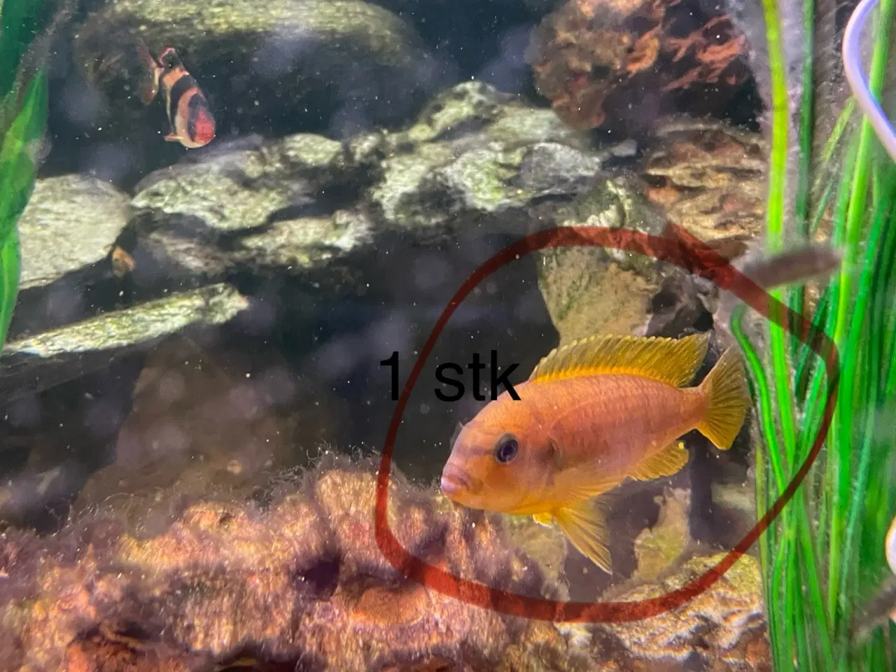 Billede 4 - Store akvariefisk m. Mad