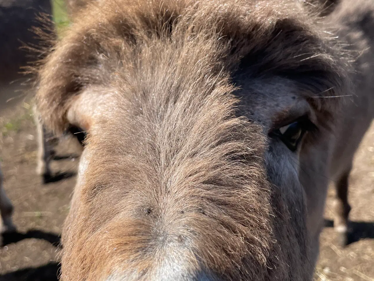 Billede 4 - Æsel føl hingst