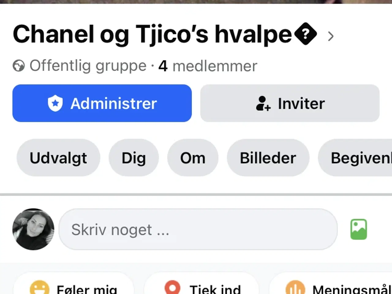 Billede 12 - Fransk bulldog hvalpe kun 1 tilbage