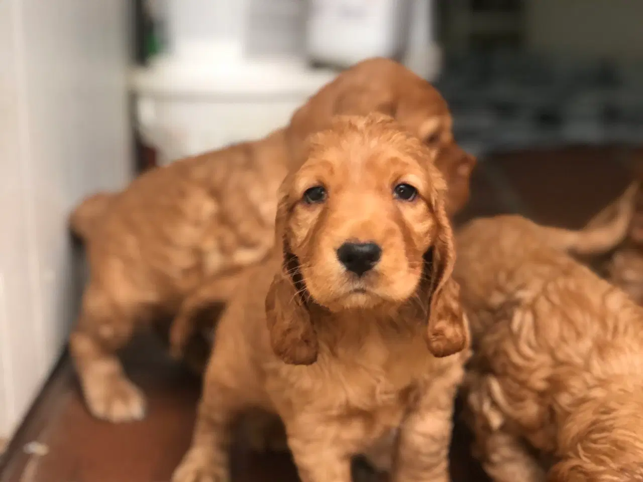Billede 6 - Engelsk Cocker spaniel