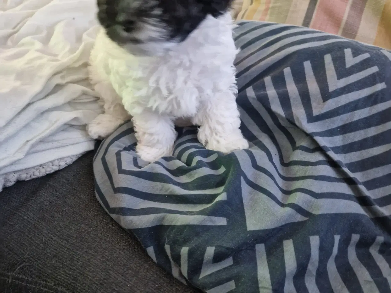 Billede 1 - Er solgt!