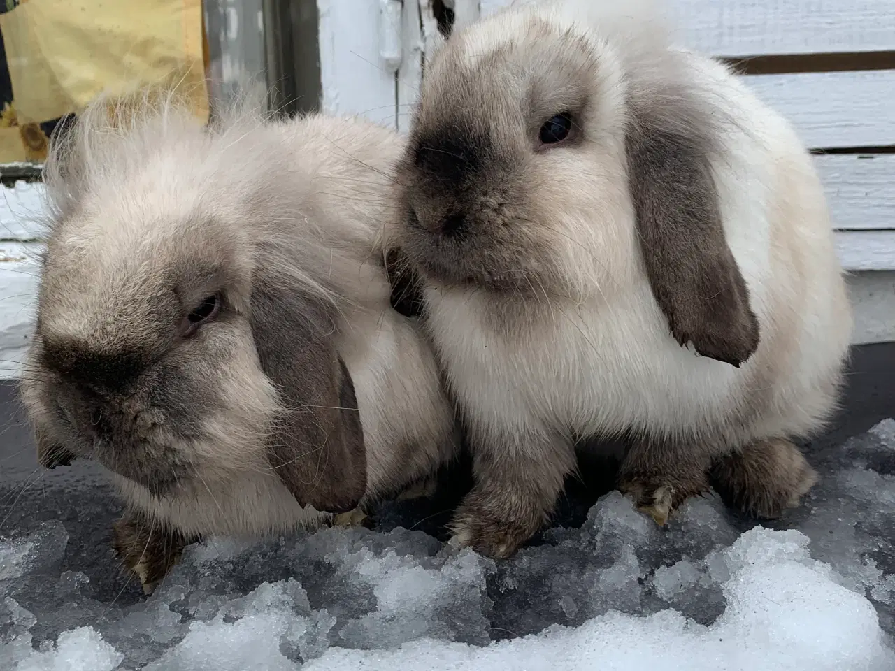 Billede 3 - Lionlop 2 piger 🩷 stk pris 