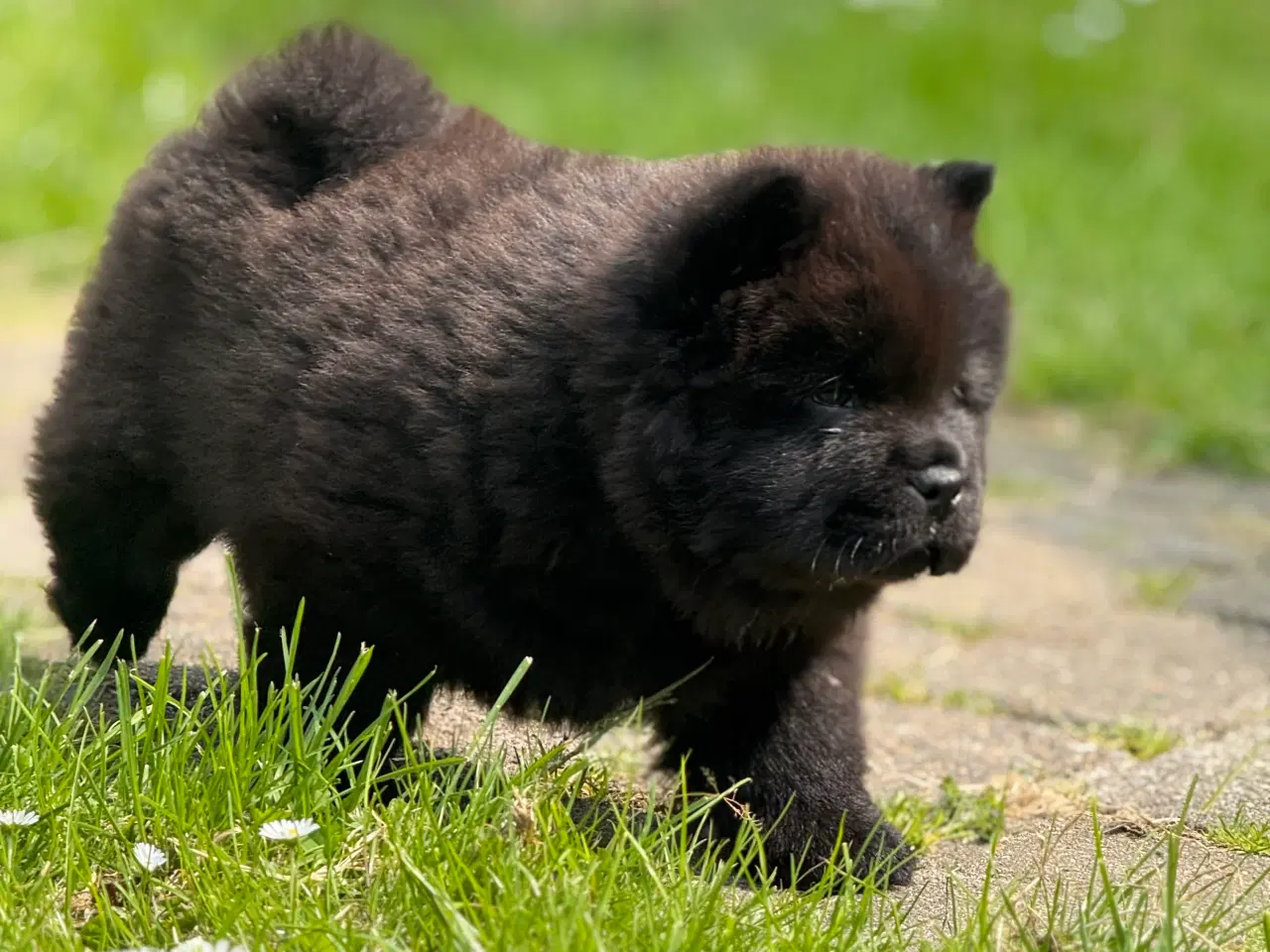 Billede 16 - Chow Chow hvalpe
