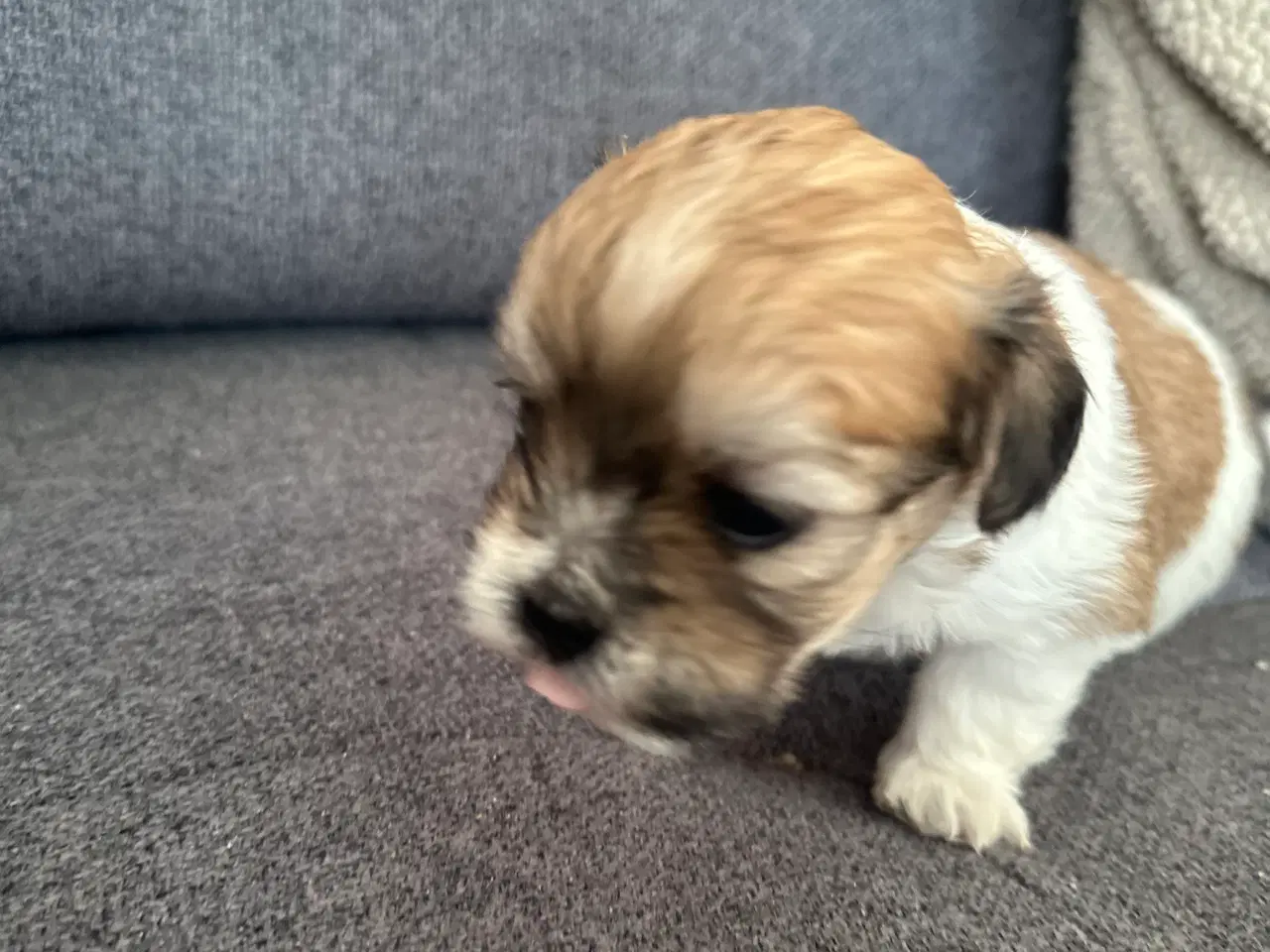 Billede 7 - Calle - Lhasa apso