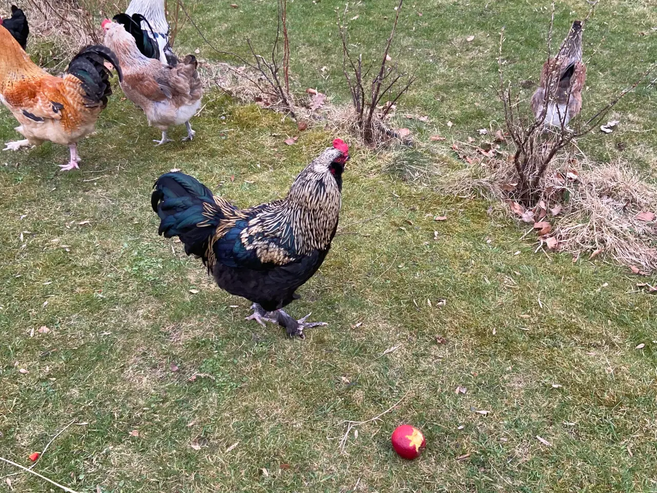 Billede 4 - Haner gives væk