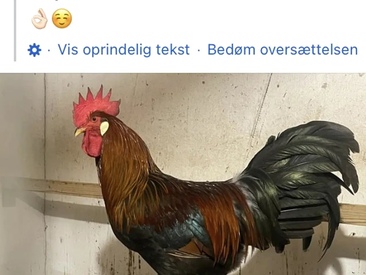 Billede 2 - Italiener brun