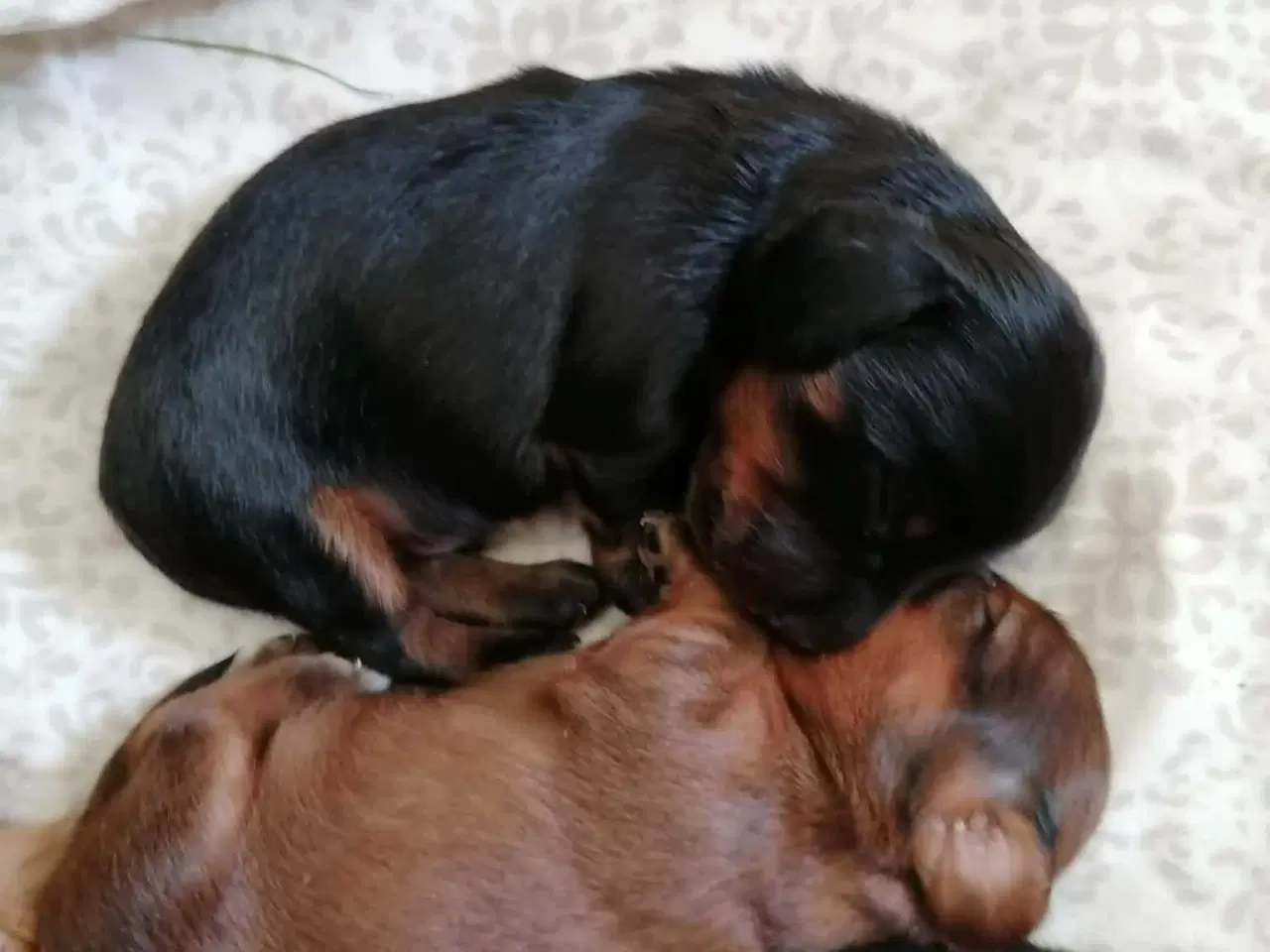 Billede 1 - Langhåret dværg gravhund 
