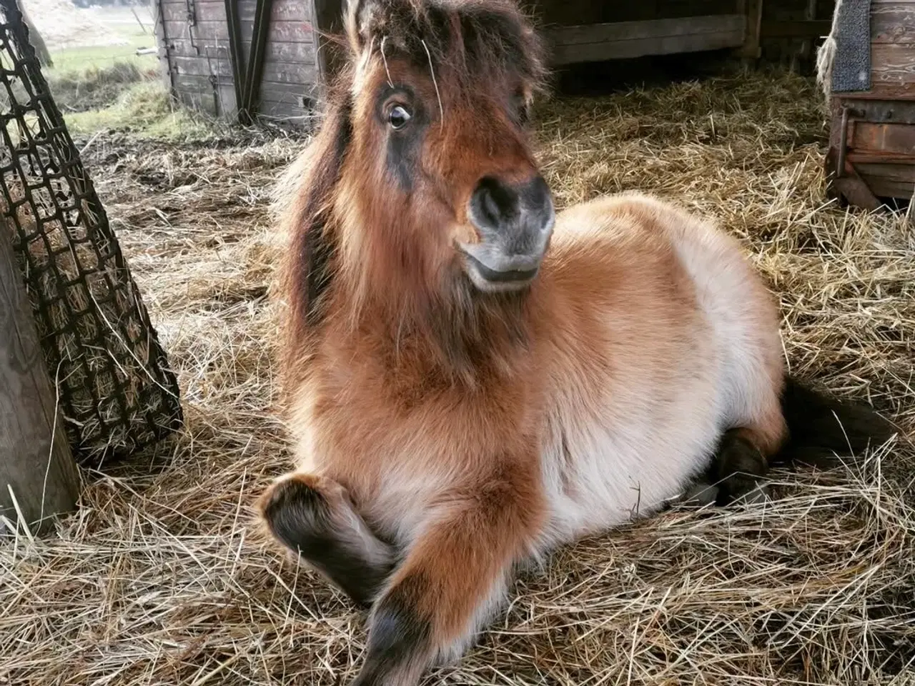 Billede 4 - Skønneste små "lopper" ❤️ 