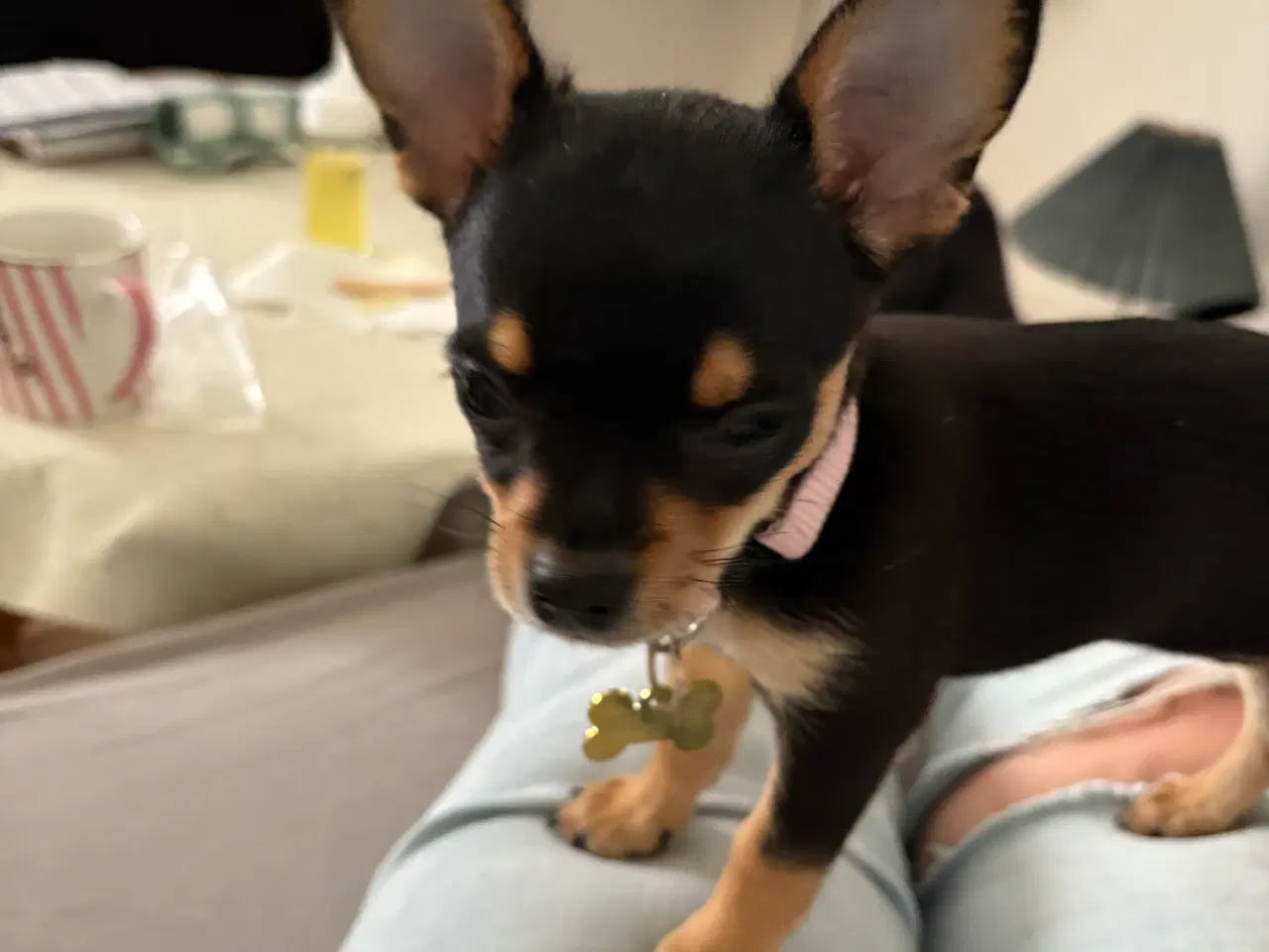 Billede 3 - Chihuahua Hvalp