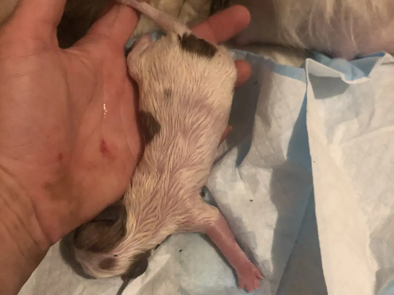 Billede 12 - Shih Tzu/ Chihuahua blanding