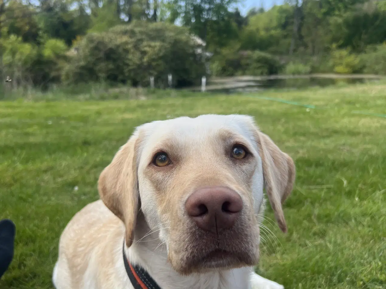 Billede 6 - Brune labrador hvalpe