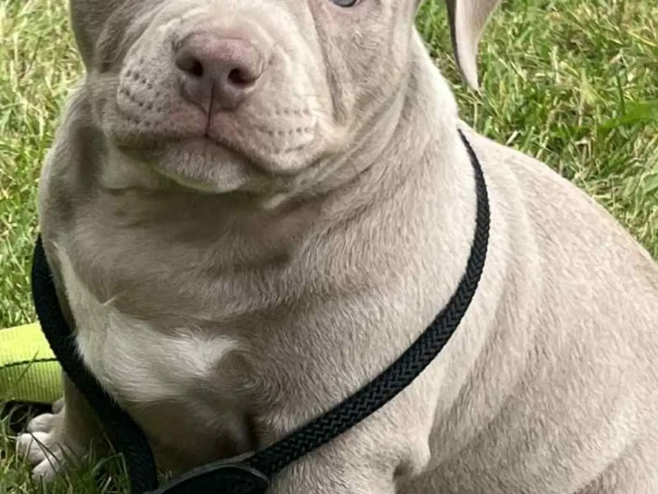 Billede 9 - 🐶 American Bully hvalpe – showkvalitet & familiev