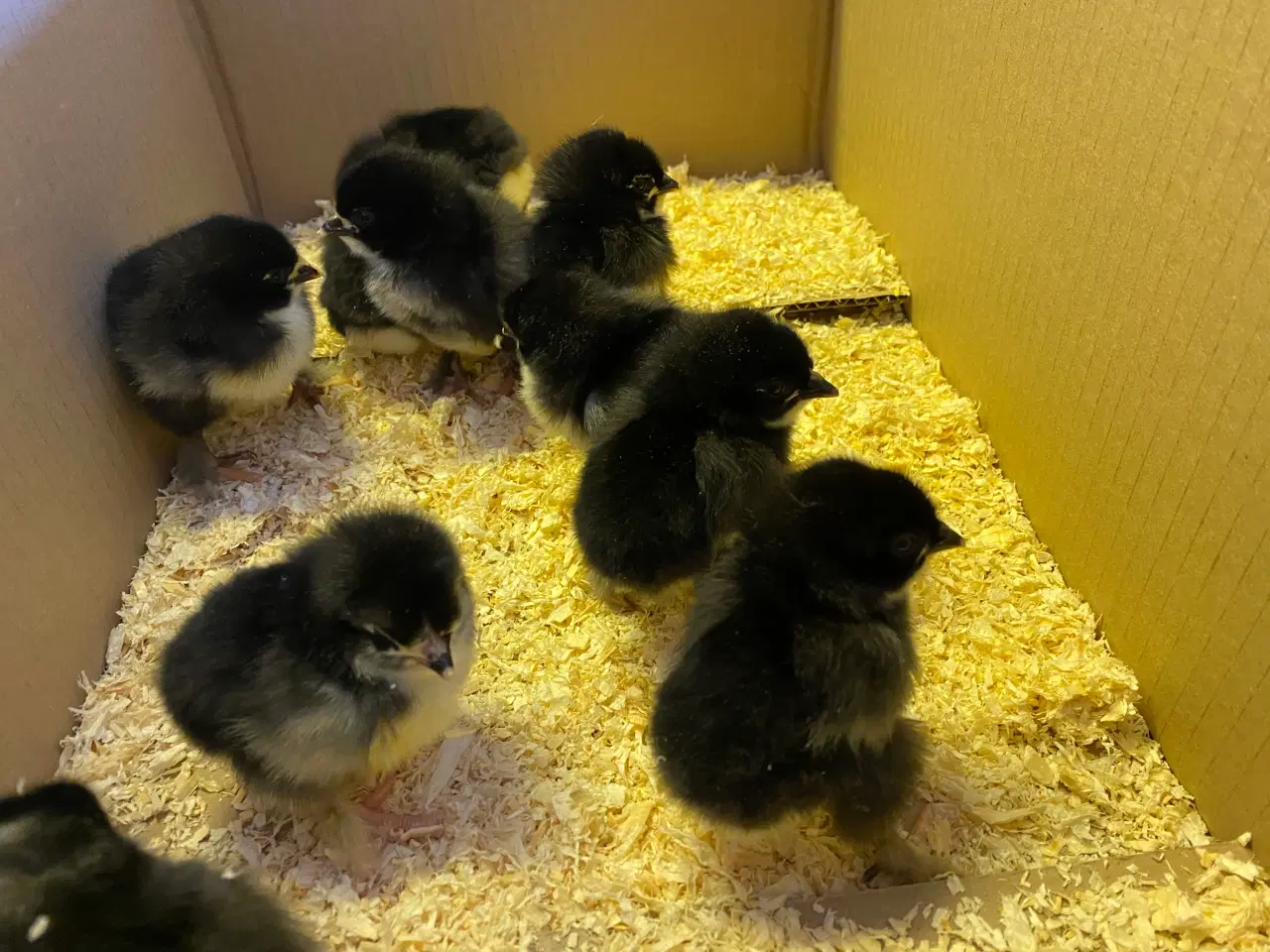 Billede 3 - Kyllinger i overskud