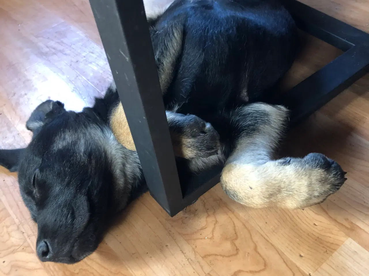 Billede 5 - Cane Corso / Shæfer