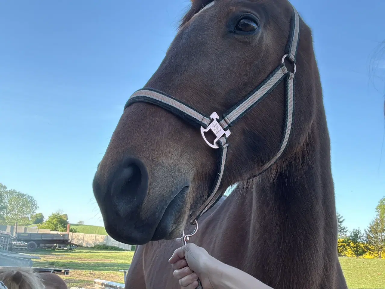 Billede 3 - Kærlig hest søger hjem 