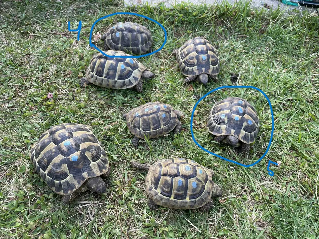 Billede 1 - Skildpadde, 2 Græske landskildpadder 8 år