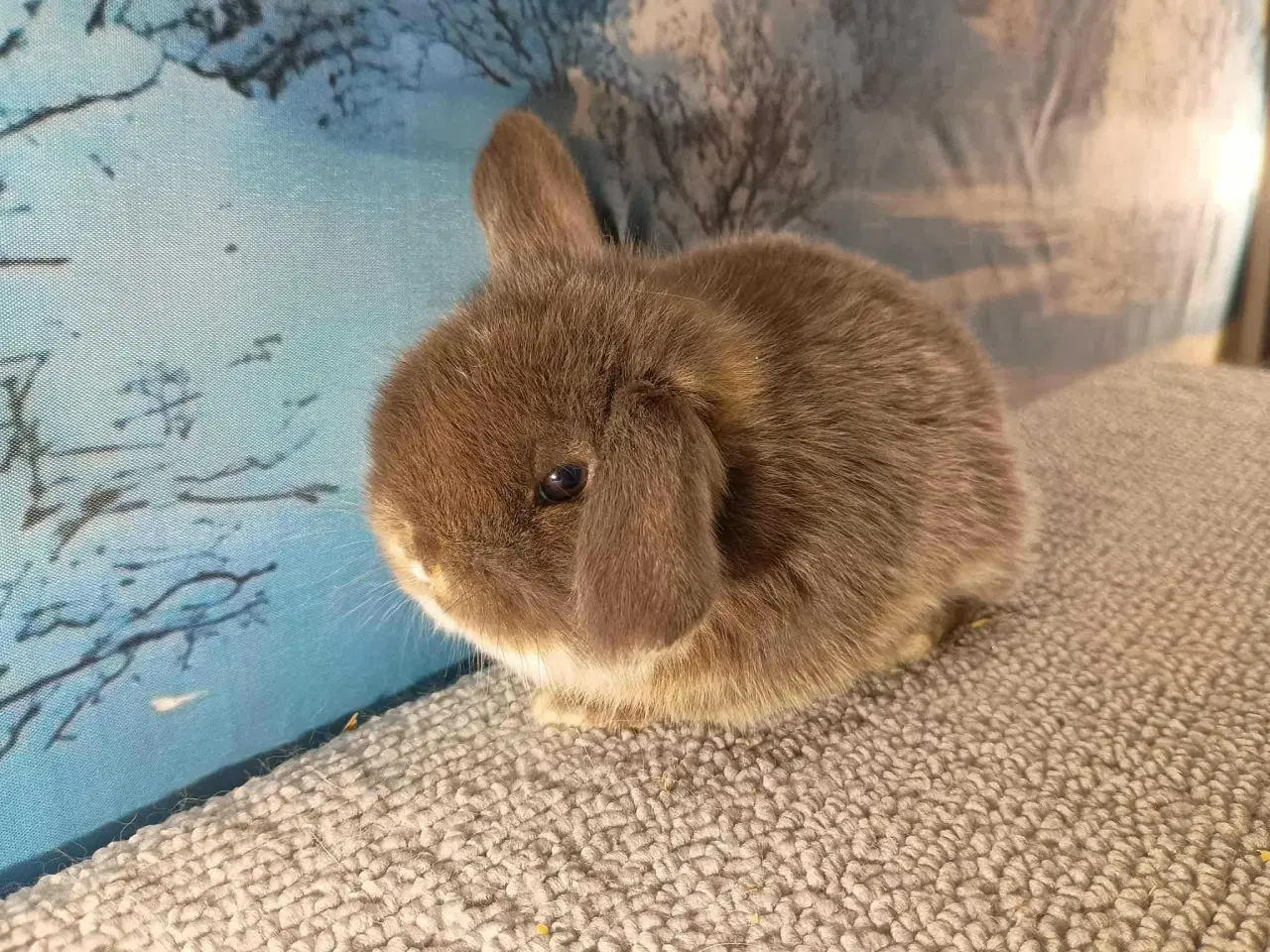 Billede 12 - Minilop pige, dværg kanin hun ung